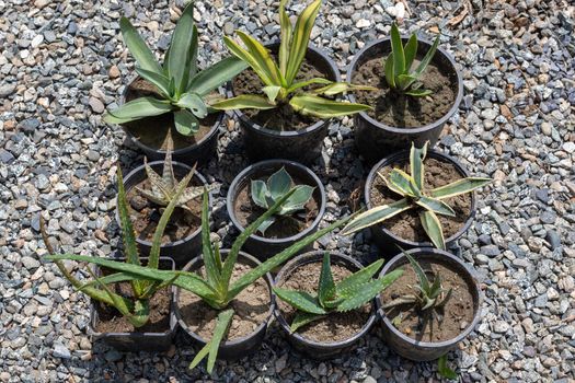Succulents and cactus mix plants in plastic pots