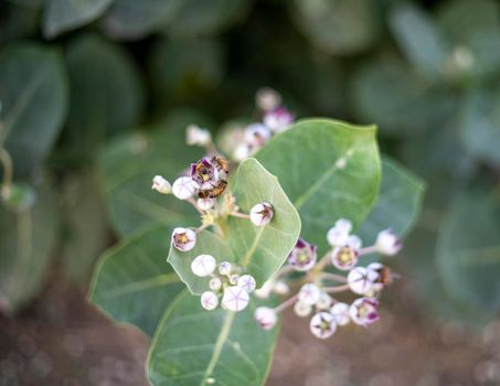 Calotropis gigantea plant with selective focus and blur background