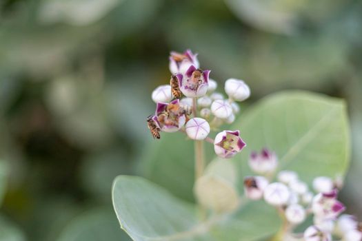 Calotropis gigantea purple closeup with selective focus and blur background