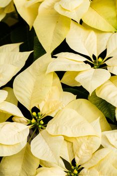 Bright poinsettias for the Christmas/holiday season.