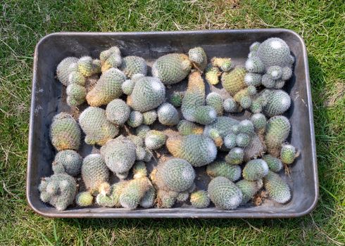 Mammillaria cactus propagation from cuttings