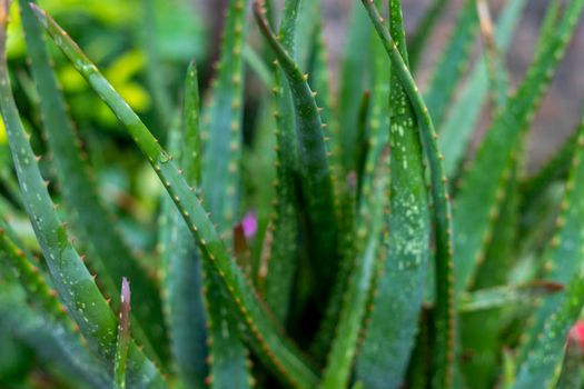 Aloe vera narrow leaf plant closeup with selective focus and blur background