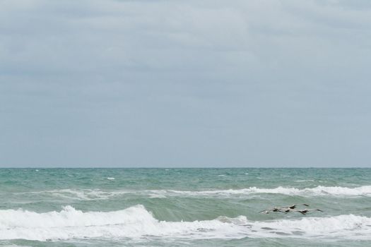Brown pelicans near the shore of South Padre island, TX.