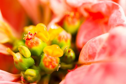 Bright poinsettias for the Christmas/holiday season.