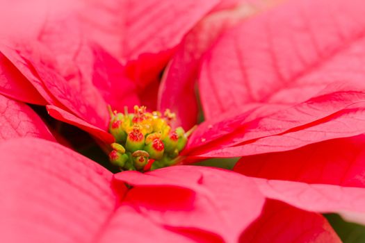 Bright poinsettias for the Christmas/holiday season.