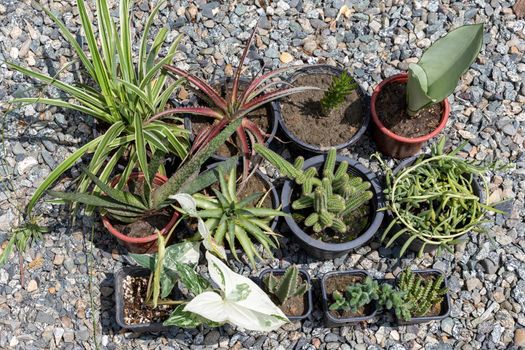 Mix succulents and cactus plants high angle view