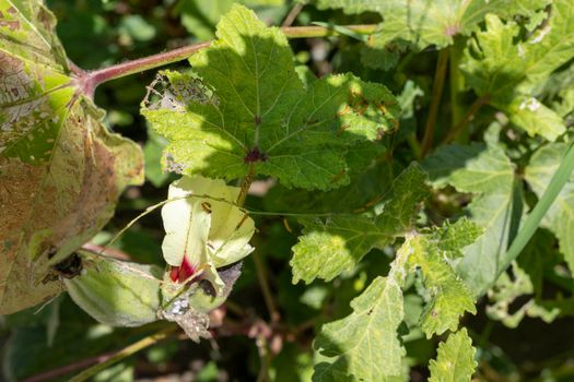 Insects and pests damages the okra crop in the field