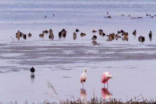 Roseate spoonhill in natural habitat on South Padre Island, TX.