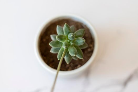 Pachyphytum Compactum beautiful succulent plant high angle view with selective focus