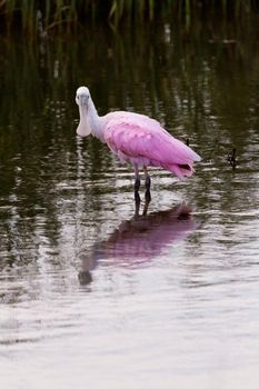 Roseate spoonhill in natural habitat on South Padre Island, TX.