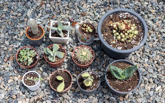 Variety of Succulents and Cactus in different concrete pots on the white shelf. Scandinavian hipster home decoration.