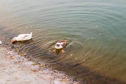 Ducks swimming in the pond.