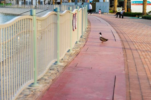 Duck is walking on a jogging truck in the park.