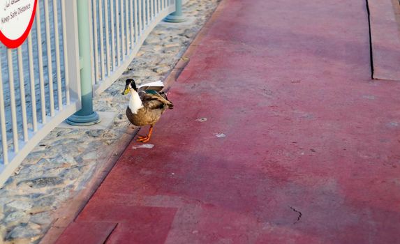 Duck is walking on a jogging truck in the park.