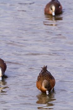 Redhead ducks in natural habitat on South Padre Island, TX.