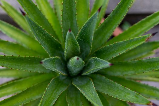 High angle view of agave plant