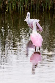 Roseate spoonhill in natural habitat on South Padre Island, TX.