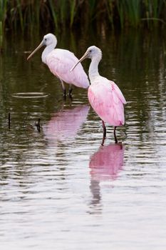 Roseate spoonhill in natural habitat on South Padre Island, TX.