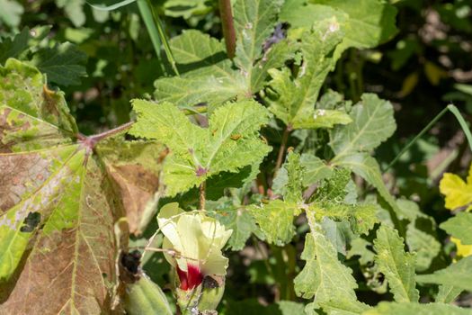 Insecticides and pests attack on a ladyfinger plants