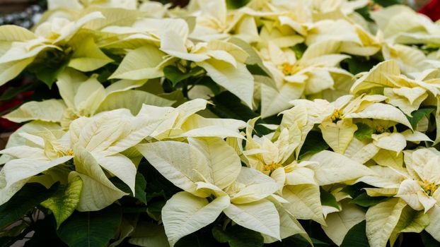 Bright poinsettias for the Christmas/holiday season.