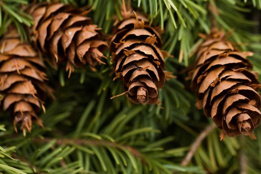 Pine cones on evergreen branches.