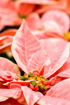 Bright poinsettias for the Christmas/holiday season.