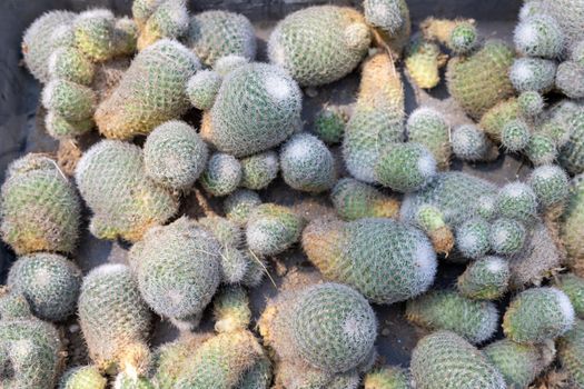 Mammillaria cactus pups closeup view