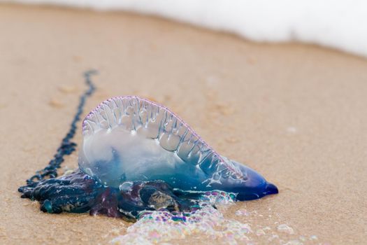 Portuguese Man O War Jellyfish on the beach of South padre, TX.