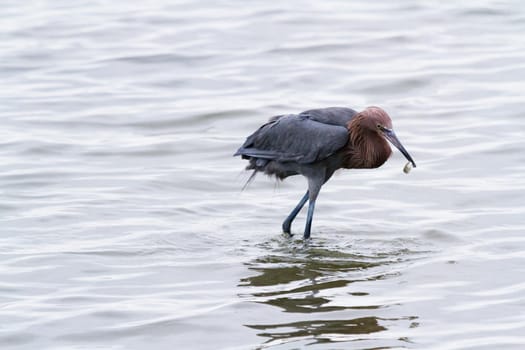 Raddish heron in native habitat on South Padre Island, TX.