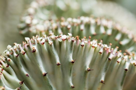 Close up of a small cactus. Most cacti live in habitats subject to at least some drought.