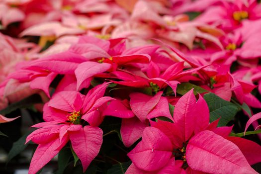 Bright poinsettias for the Christmas/holiday season.