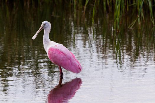 Roseate spoonhill in natural habitat on South Padre Island, TX.