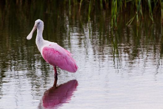 Roseate spoonhill in natural habitat on South Padre Island, TX.