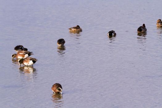 Redhead ducks in natural habitat on South Padre Island, TX.