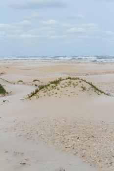 Coastal dunes of South Padre Island, TX.