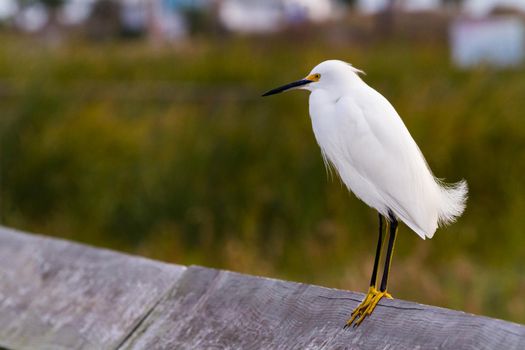 Snowy egret in natural habitat on South Padre Island, TX.