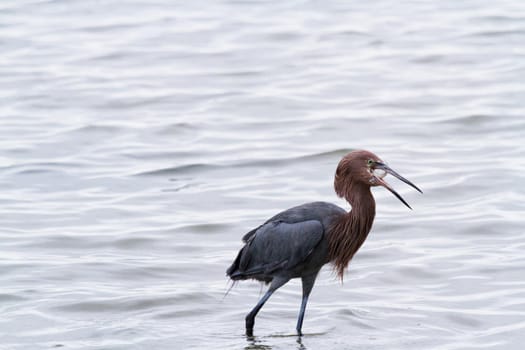 Raddish heron in native habitat on South Padre Island, TX.