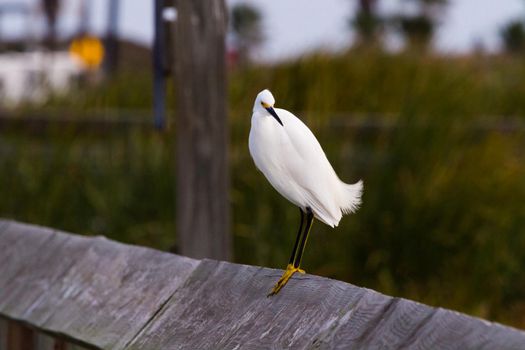 Snowy egret in natural habitat on South Padre Island, TX.