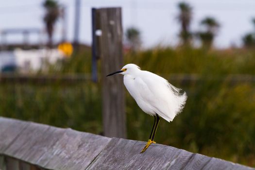 Snowy egret in natural habitat on South Padre Island, TX.