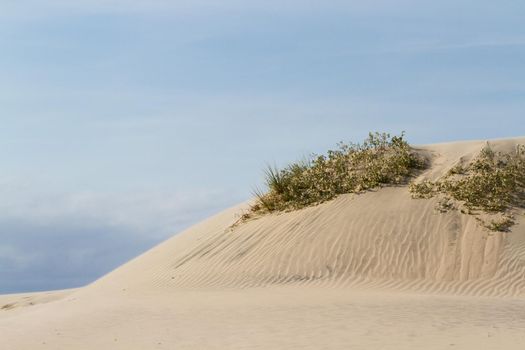 Coastal dunes of South Padre Island, TX.