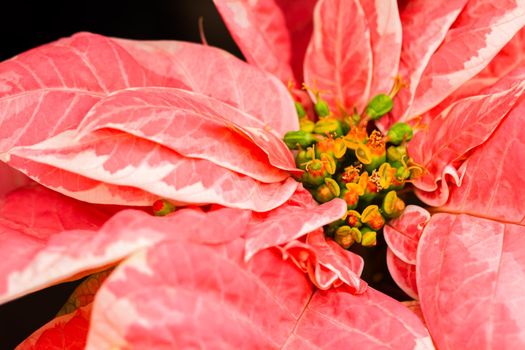 Bright poinsettias for the Christmas/holiday season.