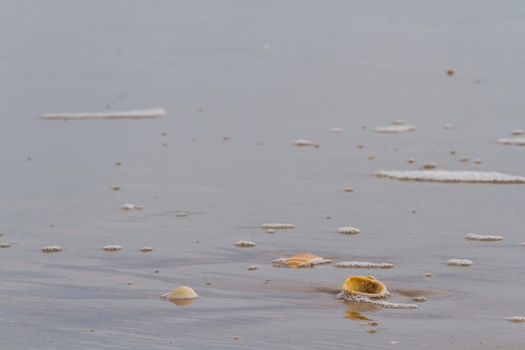 Small shells on the beach.