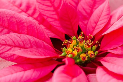 Bright poinsettias for the Christmas/holiday season.