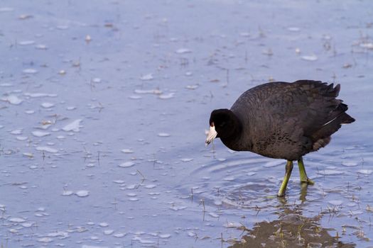 Common moorhen in natural habitat on South Padre Island, TX.