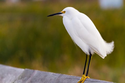 Snowy egret in natural habitat on South Padre Island, TX.