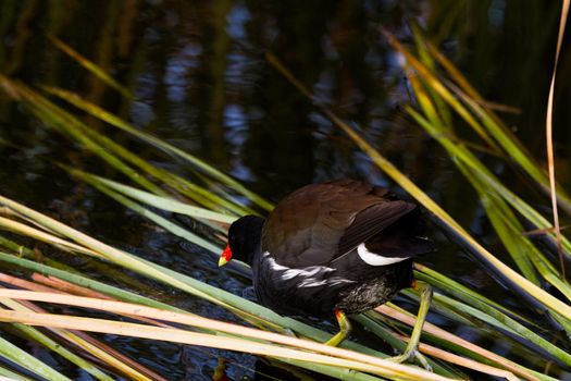 Common moorhen in natural habitat on South Padre Island, TX.