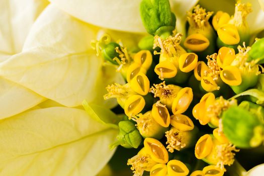 Bright poinsettias for the Christmas/holiday season.