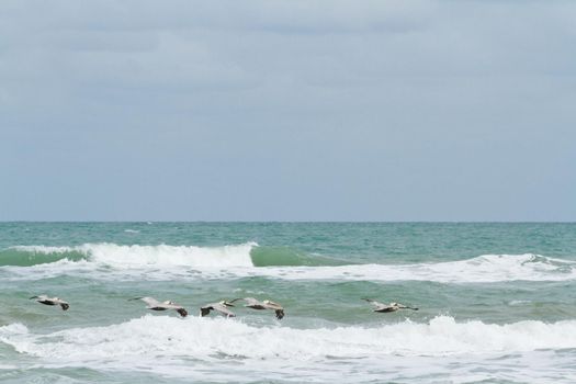 Brown pelicans near the shore of South Padre island, TX.