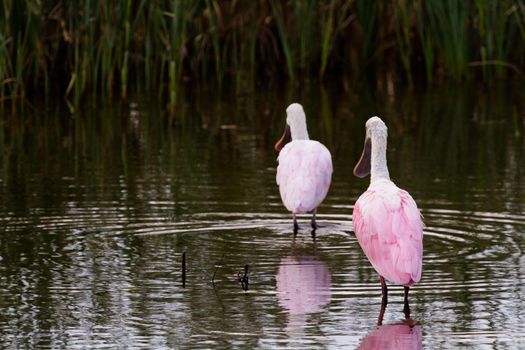 Roseate spoonhill in natural habitat on South Padre Island, TX.