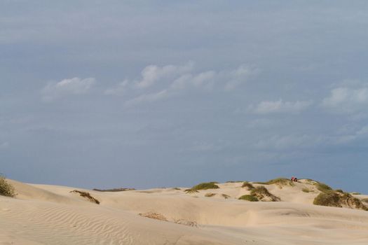 Coastal dunes of South Padre Island, TX.